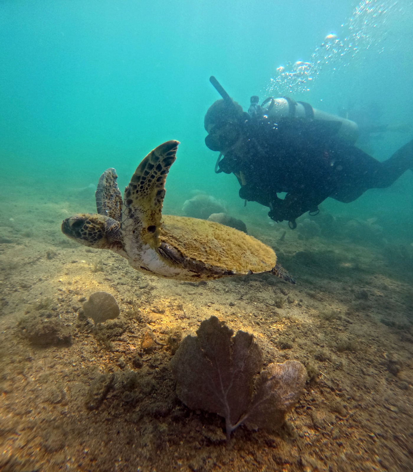 Buceo con tortuga marina